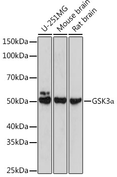 Western blot analysis of extracts of various cell lines using GSK3α Polyclonal Antibody at 1:500 dilution.