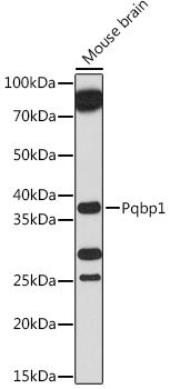 Western blot analysis of extracts of Mouse brain using Pqbp1 Polyclonal Antibody at 1:1000 dilution.