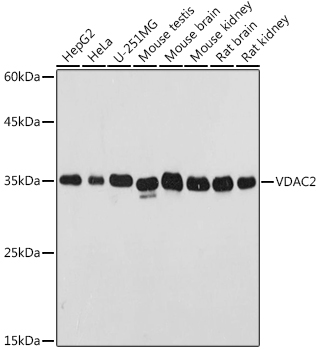 Western blot analysis of extracts of various cell lines using VDAC2 Polyclonal Antibody at 1:500 dilution.