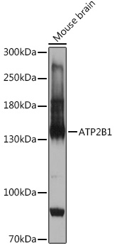 Western blot analysis of extracts of Mouse brain using ATP2B1 Polyclonal Antibody at 1:1000 dilution.