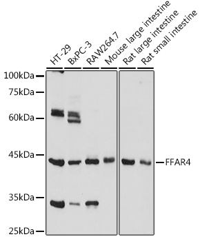 Western blot analysis of extracts of various cell lines using FFAR4 Polyclonal Antibody at1:1000 dilution.