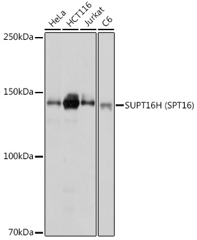 Western blot analysis of extracts of various cell lines using SUPT16H Polyclonal Antibody at1:1000 dilution.