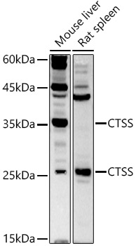 Western blot analysis of extracts of various cell lines using CTSS Polyclonal Antibody at 1:500 dilution.