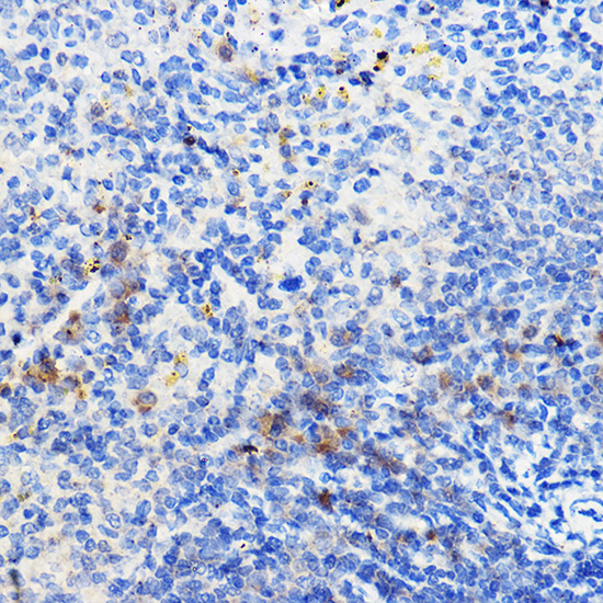 Immunohistochemistry of paraffin-embedded mouse spleen using IL24 Polyclonal Antibody at dilution of 1:100 (40x lens).Perform high pressure antigen retrieval with 10 mM citrate buffer pH 6.0 before commencing with IHC staining protocol.