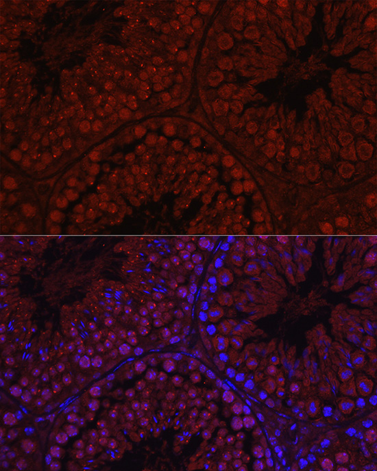 Immunofluorescence analysis of Mouse testis using C1orf146 Polyclonal Antibody at dilution of 1:100 (40x lens). Blue: DAPI for nuclear staining.