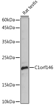 Western blot analysis of extracts of Rat testis using C1orf146 Polyclonal Antibody at 1:1000 dilution.