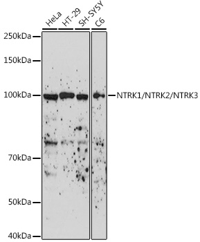 Western blot analysis of extracts of various cell lines using NTRK1/NTRK2/NTRK3 Polyclonal Antibody at 1:500 dilution.