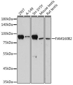 Western blot analysis of extracts of various cell lines using FAM160B2 Polyclonal Antibody at 1:1000 dilution.