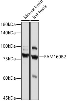 Western blot analysis of extracts of various cell lines using FAM160B2 Polyclonal Antibody at 1:1000 dilution.