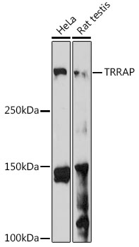 Western blot analysis of extracts of various cell lines using TRRAP Polyclonal Antibody at 1:1000 dilution.