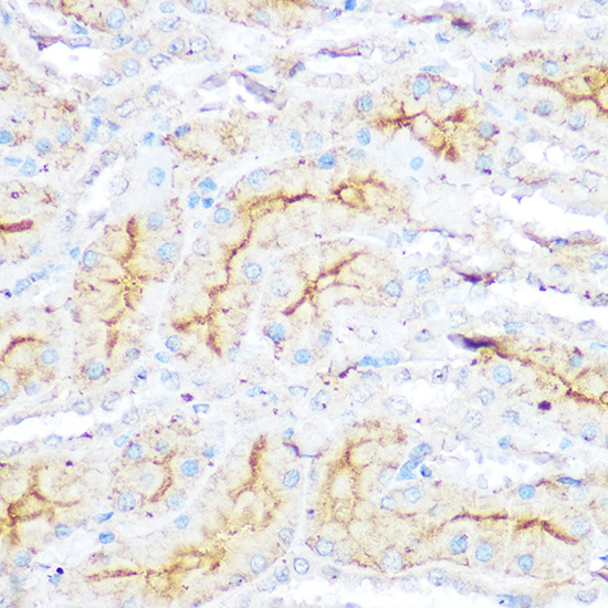 Immunohistochemistry of paraffin-embedded Rat kidney using MLLT4 Polyclonal Antibody at dilution of 1:100 (40x lens).Perform microwave antigen retrieval with 10 mM Tris/EDTA buffer pH 9.0 before commencing with IHC staining protocol.