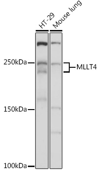 Western blot analysis of extracts of various cell lines using MLLT4 Polyclonal Antibody at 1:1000 dilution.