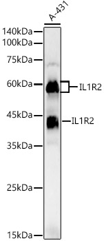 Western blot analysis of A-431 using IL1R2 Polyclonal Antibody at 1:1000 dilution.