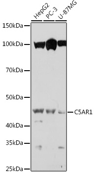 Western blot analysis of extracts of various cell lines using C5AR1 Polyclonal Antibody at 1:1000 dilution.