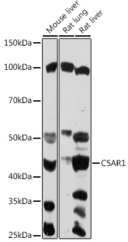 Western blot analysis of extracts of various cell lines using C5AR1 Polyclonal Antibody at 1:1000 dilution.