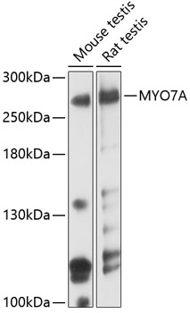 Western blot analysis of extracts of various cell lines using MYO7A Polyclonal Antibody at 1:3000 dilution.