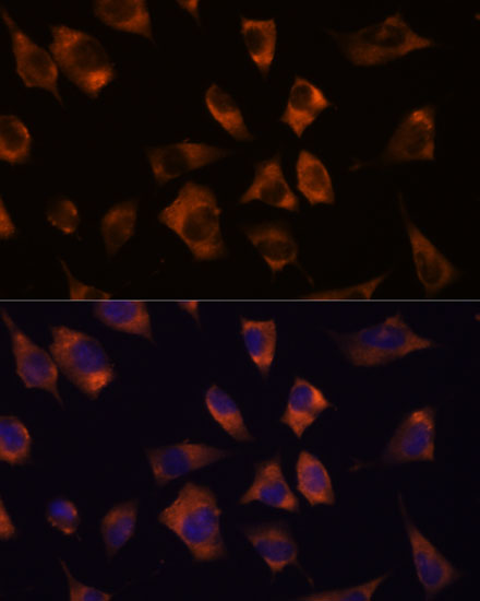 Immunofluorescence analysis of L929 cells using GJA8 Polyclonal Antibody at dilution of 1:100. Blue: DAPI for nuclear staining.