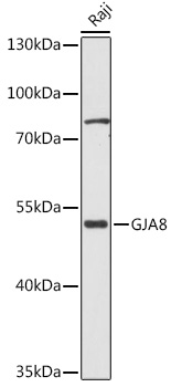 Western blot analysis of extracts of Raji cells using GJA8 Polyclonal Antibody at 1:1000 dilution.