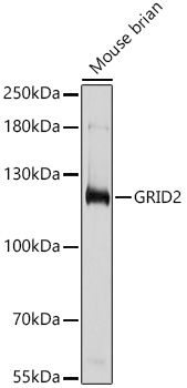 Western blot analysis of extracts of Mouse brain using GRID2 Polyclonal Antibody at 1:1000 dilution.