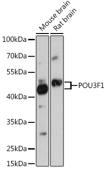 Western blot analysis of extracts of various cell lines using POU3F1 Polyclonal Antibody at 1:1000 dilution.