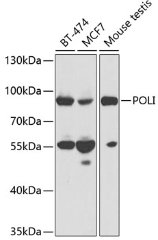 Western blot analysis of extracts of various cell lines using POLI Polyclonal Antibody at 1:1000 dilution.