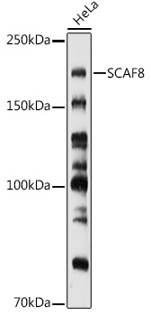 Western blot analysis of extracts of HeLa cells using SCAF8 Polyclonal Antibody at 1:1000 dilution.