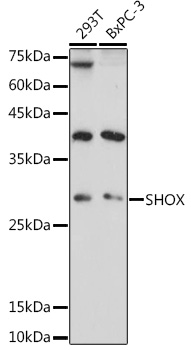 Western blot analysis of extracts of various cell lines using SHOX Polyclonal Antibody at 1:1000 dilution.