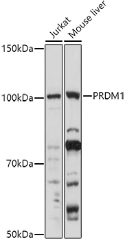 Western blot analysis of extracts of various cell lines using PRDM1 Polyclonal Antibody at 1:1000 dilution.