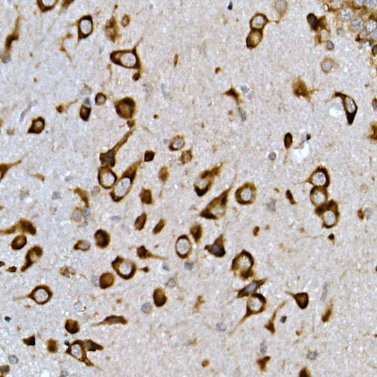 Immunohistochemistry of paraffin-embedded mouse brain using INSIG2 Polyclonal Antibody at dilution of 1:200 (40x lens).Perform high pressure antigen retrieval with 10 mM citrate buffer pH 6.0 before commencing with IHC staining protocol.