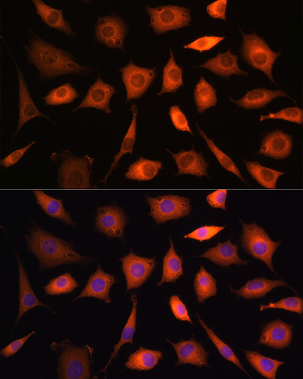 Immunofluorescence analysis of L929 cells using PHGDH Polyclonal Antibody at dilution of 1:100. Blue: DAPI for nuclear staining.