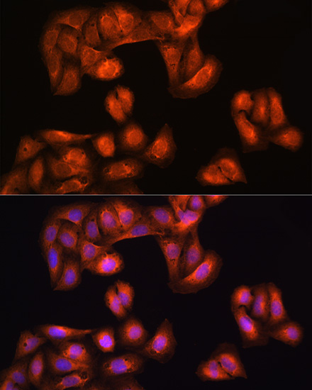 Immunofluorescence analysis of U2OS cells using PHGDH Polyclonal Antibody at dilution of 1:100. Blue: DAPI for nuclear staining.