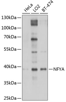 Western blot analysis of extracts of various cell lines using NFYA Polyclonal Antibody at 1:1000 dilution.