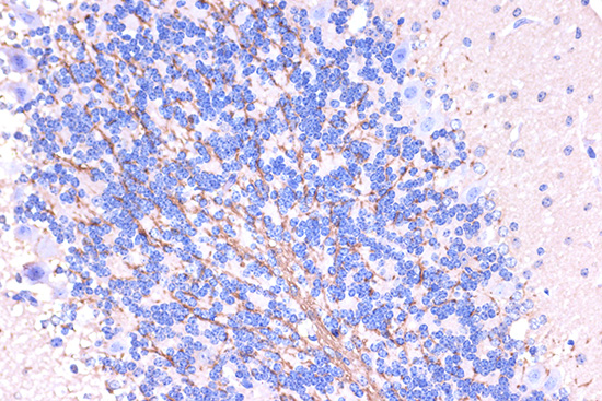 Immunohistochemistry of paraffin-embedded mouse brain using PLP1 Polyclonal Antibody at dilution of 1:100 (40x lens).Perform microwave antigen retrieval with 10 mM PBS buffer pH 7.2 before commencing with IHC staining protocol.