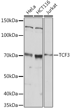 Western blot analysis of extracts of various cell lines using TCF3 Polyclonal Antibody at 1:1000 dilution.