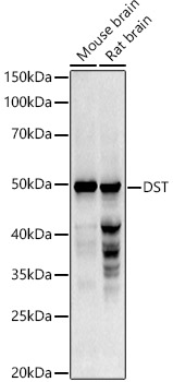 Western blot analysis of extracts of various cell lines using DST Polyclonal Antibody at 1:1000 dilution.