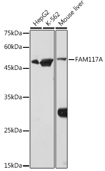 Western blot analysis of extracts of various cell lines using FAM117A Polyclonal Antibody at 1:1000 dilution.