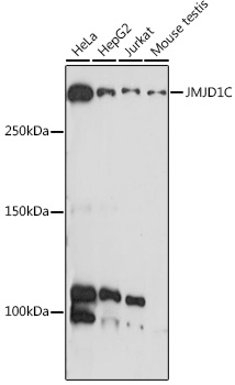 Western blot analysis of extracts of various cell lines using JMJD1C Polyclonal Antibody at 1:1000 dilution.