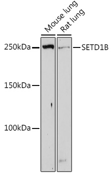 Western blot analysis of extracts of various cell lines using SETD1B Polyclonal Antibody at 1:500 dilution.