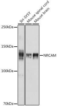 Western blot analysis of extracts of various cell lines using NRCAM Polyclonal Antibody at 1:1000 dilution.