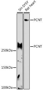 Western blot analysis of extracts of various cell lines using PCNT Polyclonal Antibody at 1:1000 dilution.