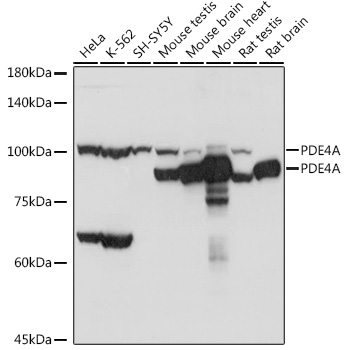 Western blot analysis of extracts of various cell lines using PDE4A Polyclonal Antibody at 1:1000 dilution.