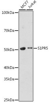 Western blot analysis of extracts of various cell lines using S1PR5 Polyclonal Antibody at 1:1000 dilution.