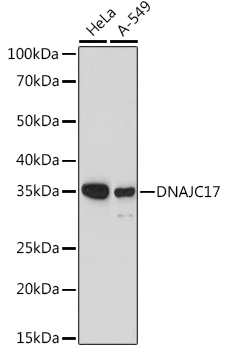 Western blot analysis of extracts of various cell lines using DNAJC17 Polyclonal Antibody at 1:1000 dilution.