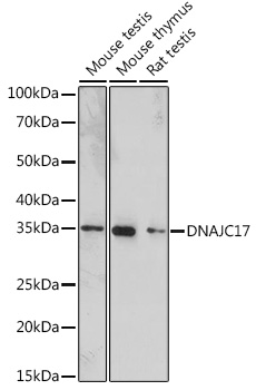 Western blot analysis of extracts of various cell lines using DNAJC17 Polyclonal Antibody at 1:1000 dilution.