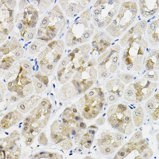 Immunohistochemistry of paraffin-embedded mouse stomach using RING1A Polyclonal Antibody at dilution of 1:100 (40x lens).Perform high pressure antigen retrieval with 10 mM citrate buffer pH 6.0 before commencing with IHC staining protocol.