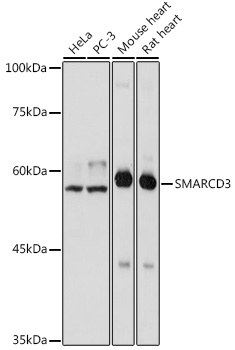 Western blot analysis of extracts of various cell lines using SMARCD3 Polyclonal Antibody at 1:1000 dilution.