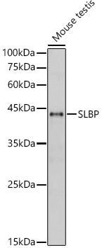 Western blot analysis of Mouse testis using SLBP Polyclonal Antibody at 1:1000 dilution.