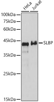 Western blot analysis of various lysates using SLBP Polyclonal Antibody at 1:1000 dilution.