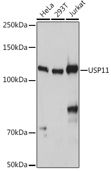 Western blot analysis of extracts of various cell lines using USP11 Polyclonal Antibody at 1:1000 dilution.