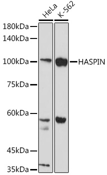 Western blot analysis of extracts of various cell lines using HASPIN Polyclonal Antibody at 1:1000 dilution.